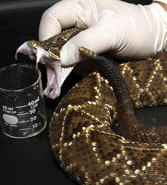 Serpentes, do imaginário popular aos laboratórios, um trabalho que salva vidas e gera receita