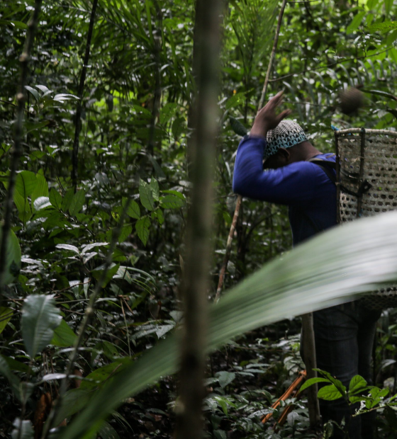 Comércio ético, renda digna e fortalecimento de cadeias na Amazônia com a floresta em pé