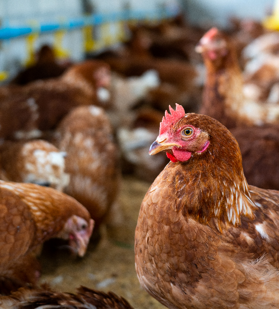 Ministério da Agricultura  confirma suspensão de importação de frango de SC pelo Japão