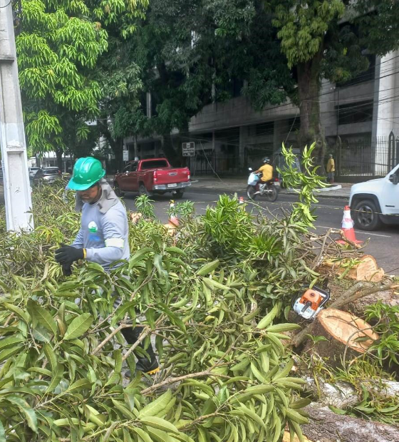 Prefeitura investiga causas da queda de mangueira na avenida Governador José Malcher