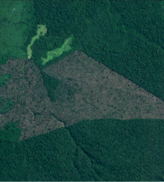 Desmatamento da Amazônia tem queda de 60% no primeiro semestre