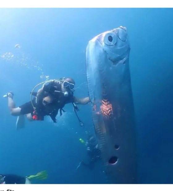 Peixe-fita, raro e gigante, é encontrado mergulhadores em Taiwan; veja vídeo