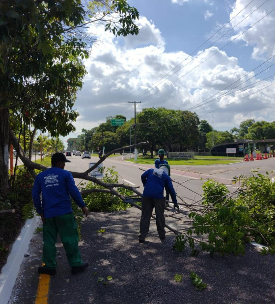 Mais de 180 árvores recebem serviços de podagem em ação de limpeza