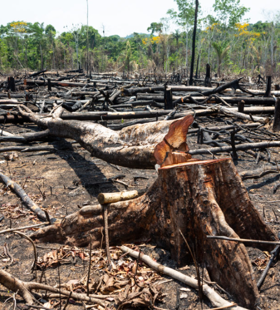 PF prende 'maior devastador' da Amazônia no município de Novo Progresso