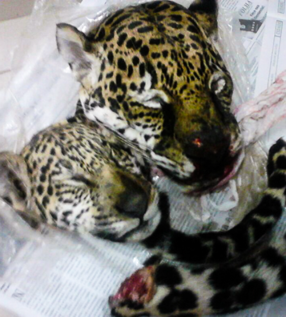 Polícia apura envio de cabeças de onças-pintadas do Pantanal para o exterior