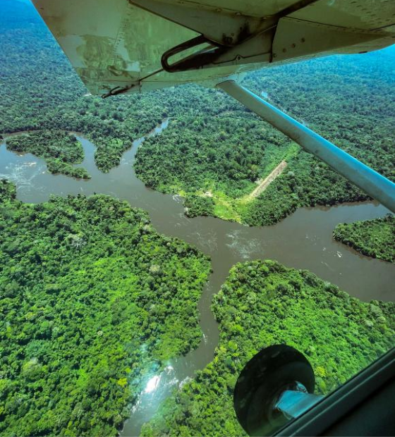 Ideflor-Bio inicia estudos para proteger a maior árvore da América Latina