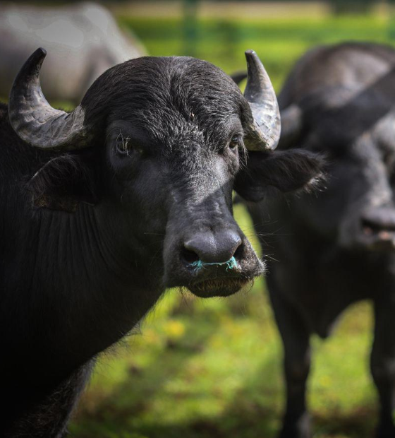 Meta da vacinação contra Febre Aftosa é imunizar mais de 600 mil animais no Marajó