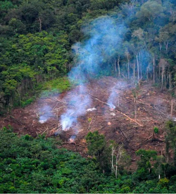 Amazônia teve em 2 anos destruição similar à temporada do ‘El Niño Godzilla’