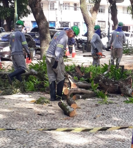 Poda de árvore muda o trânsito em Belém