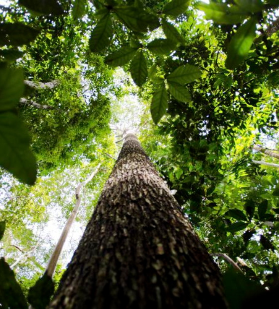 No Dia da Amazônia, organizações alertam sobre preservação do bioma