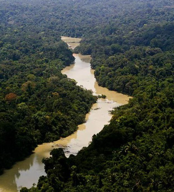 Alertas de desmatamento na Amazônia caem 66% em agosto