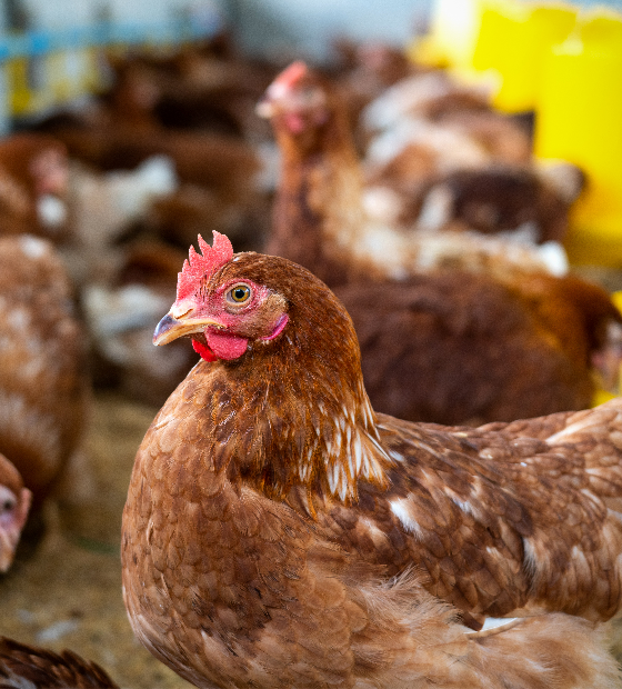  Ministério da Agricultura confirma suspensão do Japão a frango de MS após caso de gripe aviária