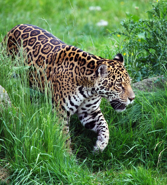 Dia da Árvore e Dia da Defesa da Fauna alertam sobre a importância do uso sustentável dos recursos naturais