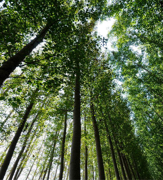 Valor de produção florestal do Brasil tem recorde de R$ 33,7 bi em 2022, diz IBGE