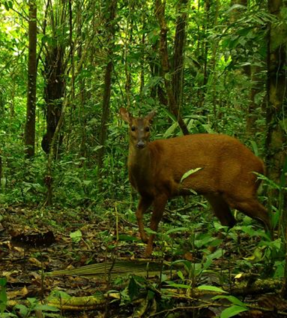 Caça de subsistência tem baixo impacto sobre biodiversidade de Unidades de Conservação na Amazônia