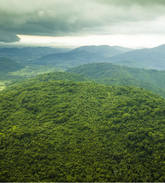 Pará apresenta redução de 56% em alertas de desmatamento