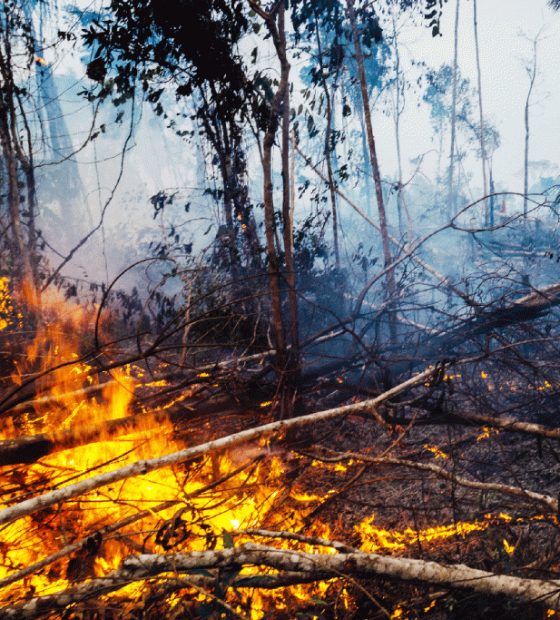 55 municípios do Amazonas foram reconhecidos em estado de emergência pelos incêndios