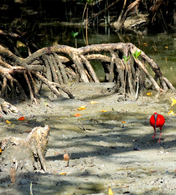 Em Ajuruteua, obra da Prefeitura de Bragança abre canal de esgoto sanitário diretamente no mangue