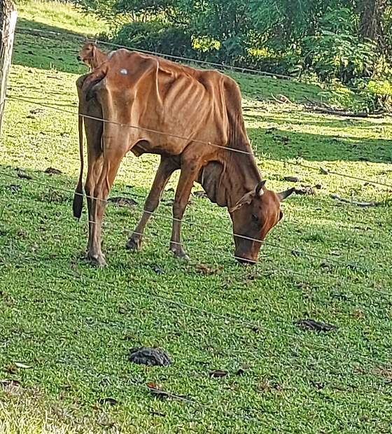 Acadêmicos denunciam crime contra animais da Ufra, que estariam em estado de petição de miséria