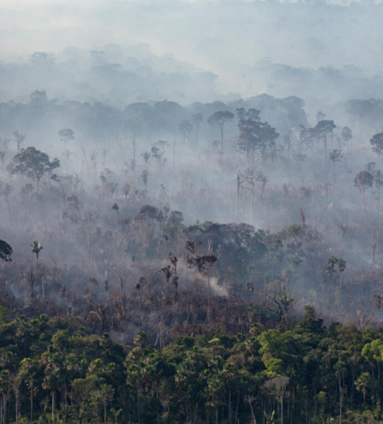 Brasil perde 15% de florestas naturais em quase 40 anos, diz MapBiomas