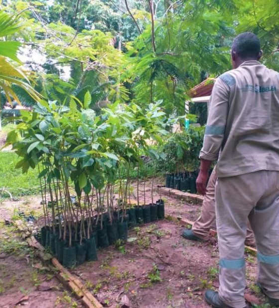 Mais de 2 mil árvores serão plantadas em Belém no mês de dezembro