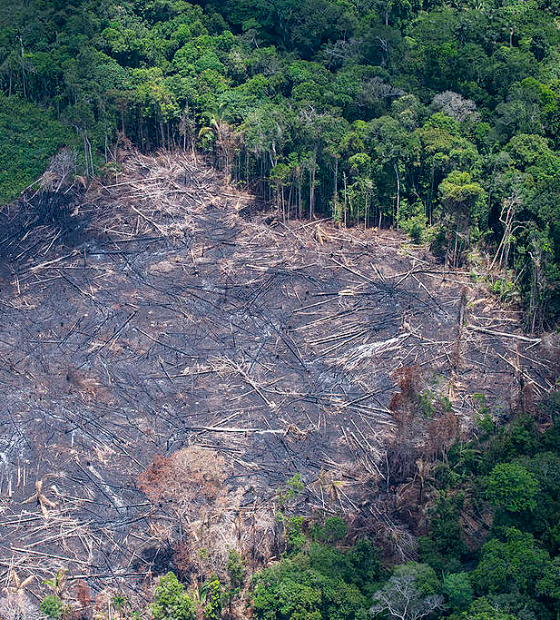 Desmatamento na Amazônia fica abaixo de 10 mil km² pela primeira vez desde 2018
