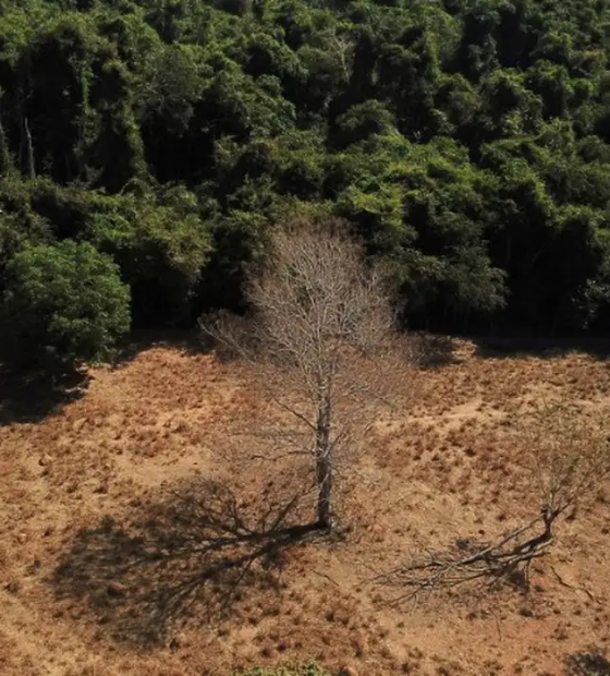 Estados já podem aderir ao programa de segurança da Amazônia