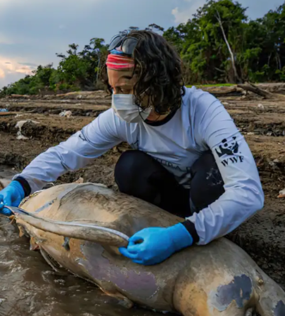 Morte de botos avança por outro lago do Amazonas