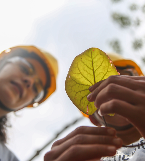 Consórcio de pesquisa sobre biodiversidade no Pará é renovado por mais cinco anos