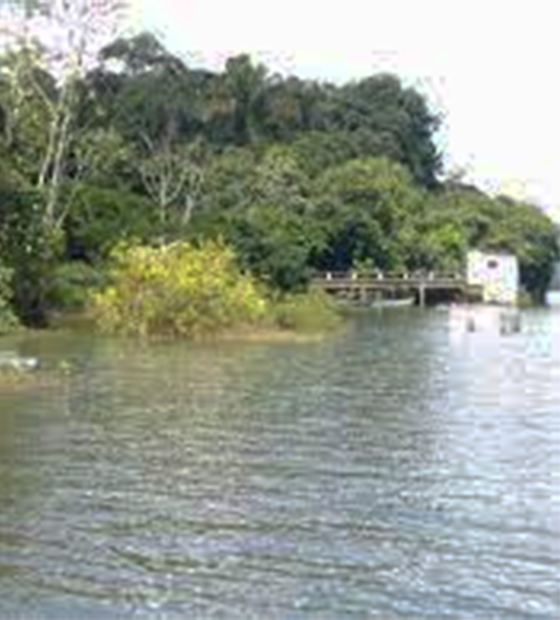 Crime ambiental: janela para o rio Xingu aponta para envenenamento criminoso de árvores em Altamira