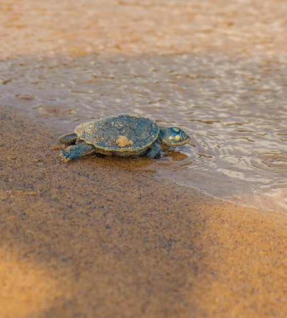 Cerca de 4 mil filhotes de tartarugas-da-amazônia são soltos em refúgio no Pará