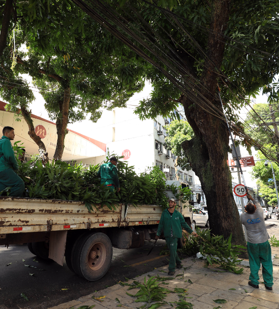 Belém registra redução do número de queda de árvores 