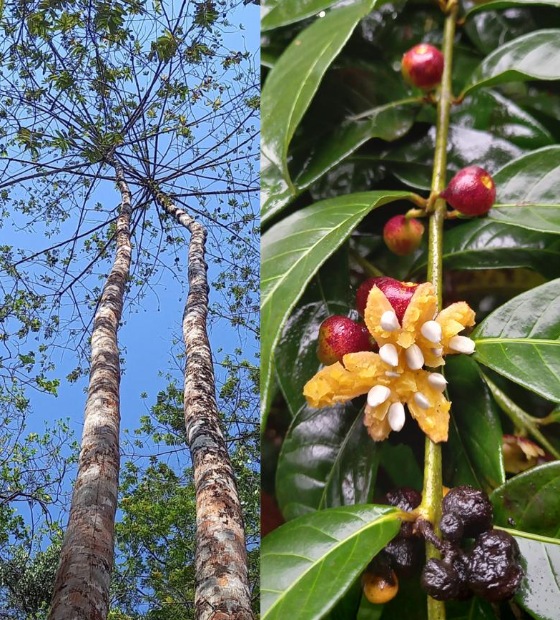 Uepa realiza I Simpósio Paraense de Plantas Medicinais da Amazônia