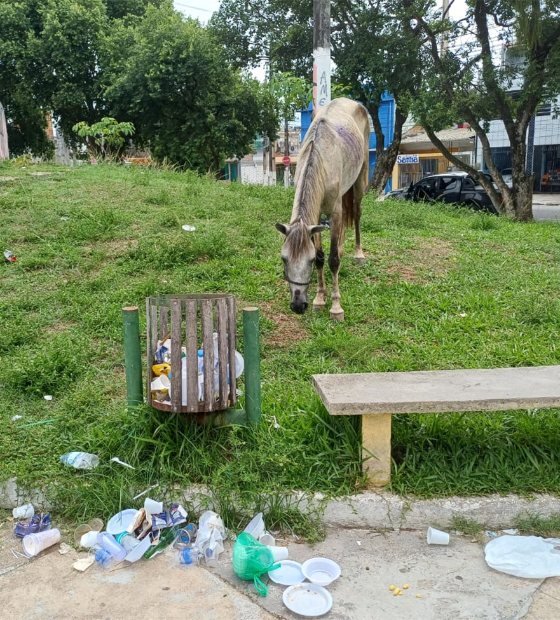 Rotina de abandono entrega Praça Dalcídio Jurandir a animais e espanta moradores no bairro Cremação