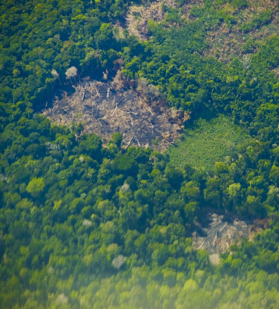 Pará registra redução de 34% nos alertas de desmatamento em novembro