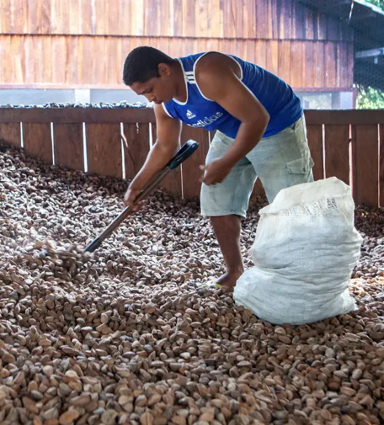 Castanha impulsiona desenvolvimento sustentável na Amazônia