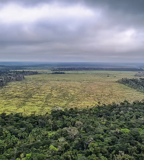 Desmatamento na Amazônia registra maior queda do ano em novembro