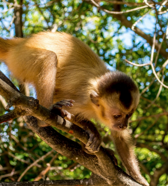 Macaco ameaçado de extinção é encontrado em área monitorada por projeto da Agropalma e Conservação Internacional em Tailândia (PA)