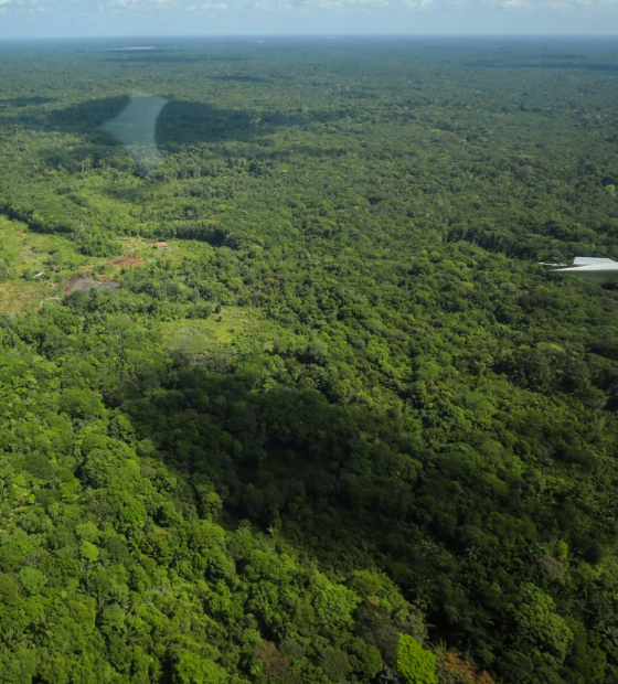 Pará lidera em 53% os índices de redução em alertas de desmatamento na Amazônia