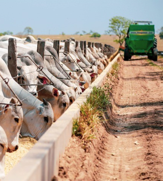 Paragominas ganha destaque na exportação de commodities em 2023 e aciona botão da agroindústria