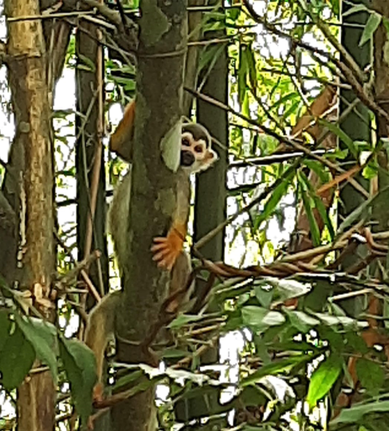 Com as portas fechadas pelo descaso, Parque Ecológico de Belém pede socorro e se abre a especuladores