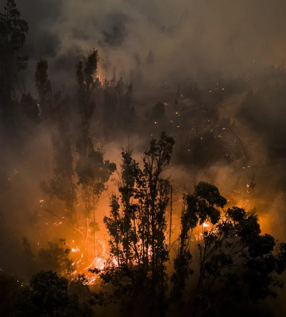 Chile decreta emergência após incêndios florestais matarem ao menos 46 no país