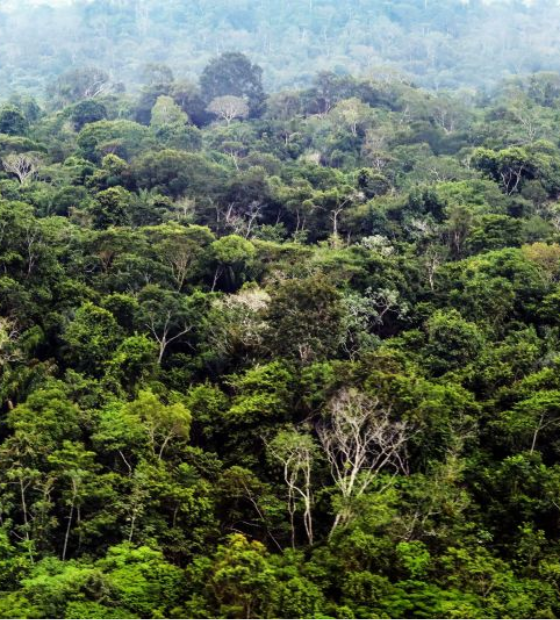  Órgão ambiental do PA quer legalizar garimpos ilegais em área de maior árvore da América Latina