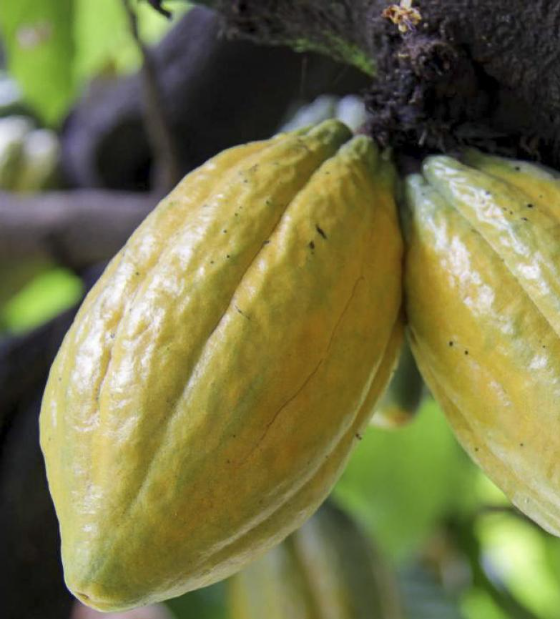 Dois produtores do Pará participam da disputa do melhor cacau do mundo