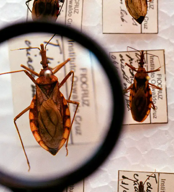 MPPA emite recomendação à Sesma para fortalecer o combate à doença de Chagas em Belém