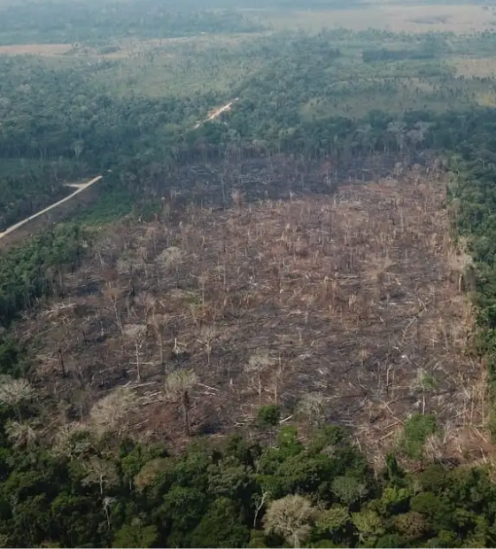 Ano  começa com queda  no desmatamento da Amazônia 