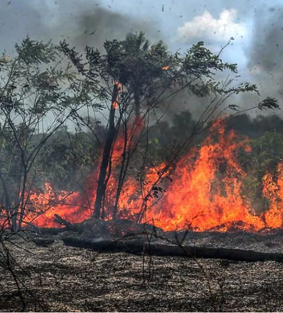 Justiça já condenou 732 por desmatamento de 68 mil 'campos de futebol' na Amazônia