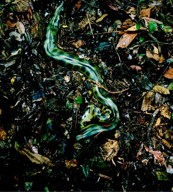 Nova sucuri-verde descoberta na Amazônia: espécie de cobra gigante pesa 200 quilos