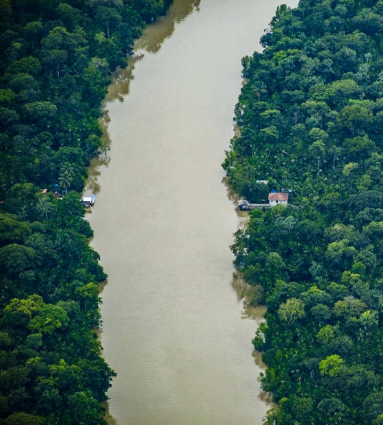 'Bosques Municipais' começam a ser criados após sanção da nova legislação ambiental