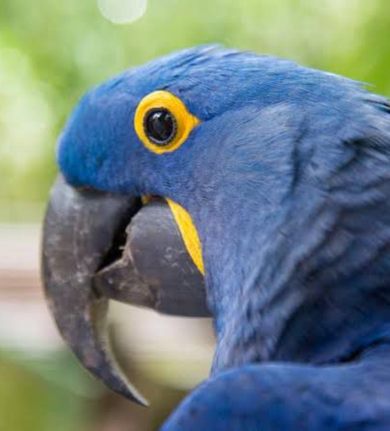 Morte da mascote “Duda”, arara-azul, reforça sucateamento do Bosque Rodrigues Alves